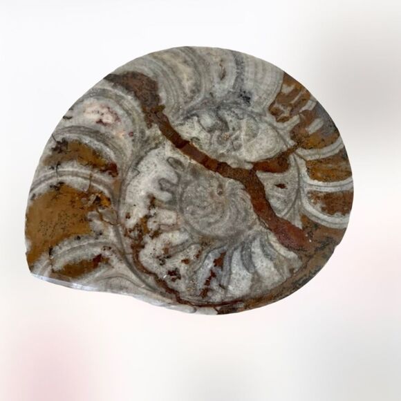 Snail  Ammonites fossil canvas print - Picture 1 of 8
